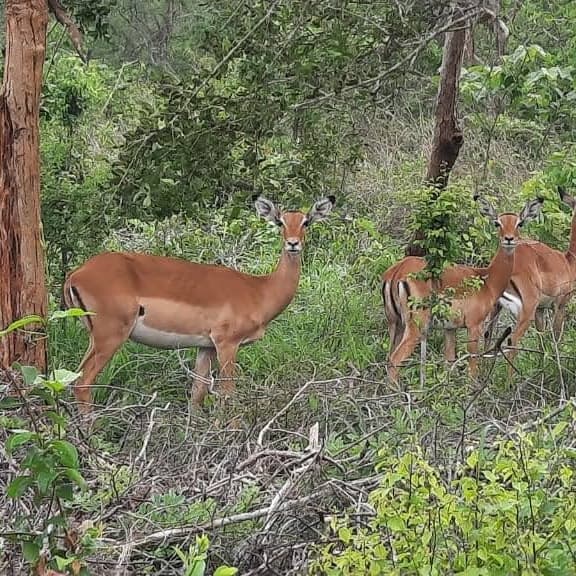 MSAKUZI PANDE GAME RESERVE MARATHON 1/08/2026 thumbnail 7