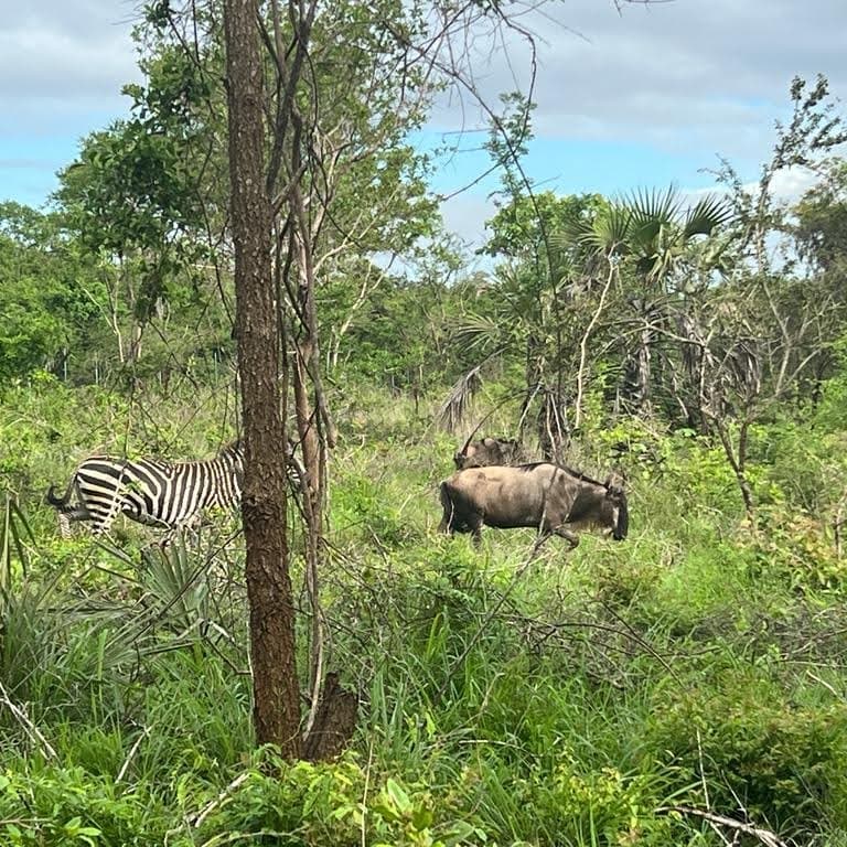 MSAKUZI PANDE GAME RESERVE MARATHON 1/08/2026 thumbnail 5