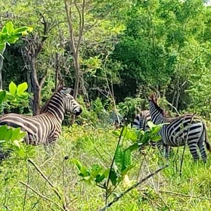 MSAKUZI PANDE GAME RESERVE MARATHON 1/08/2026 thumbnail 8